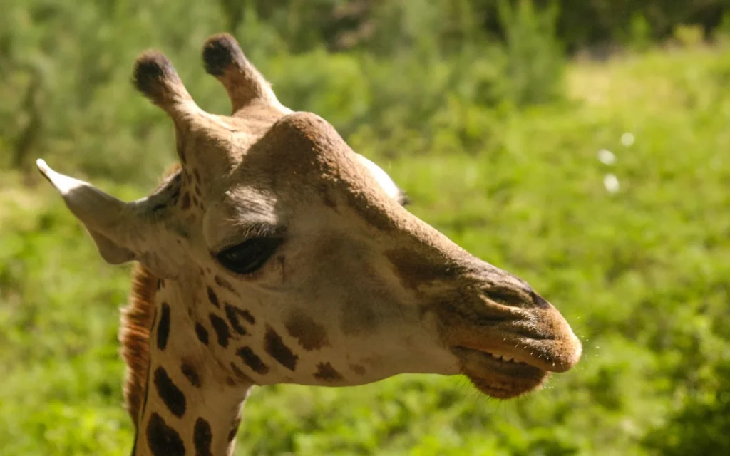 Masai giraffe among green vegetation at Haller Park in Mombasa
